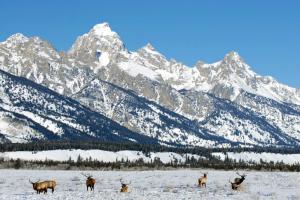 USA | Rocky Mountains - Winterzauber im Yellowstone-Nationalpark